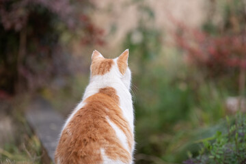 猫の後ろ姿　茶白猫