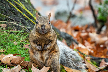 close up of a cute grey squirrel standing on brown leaves filled grass field staring at you with both of its paws close to its chest