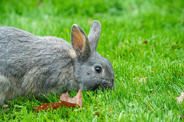 close up of one chubby grey rabbit eating on the green grass field