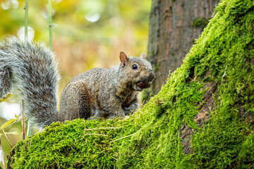 one cute grey squirrel with nut in its mouth resting on green mosses covered tree trunk in the park