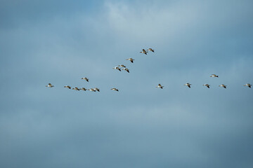 a flock of few snow geese flew over cloudy sky