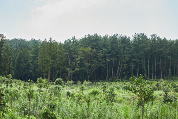 Fototapeta premium Jeju Island Forest