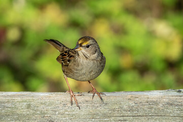 close up of a beautiful golden-crowned sparrow resting on top of a wooden fence in the park on a sunny day