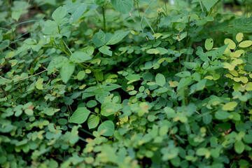 Obraz premium Leaves and wild plants as well as grass that grows in gardens