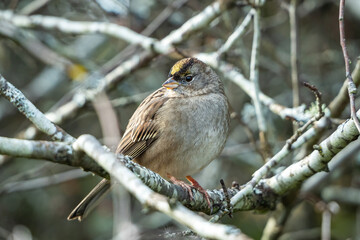 close up of one chubby golden-crowned sparrow resting on the branch in front of leafless bushes