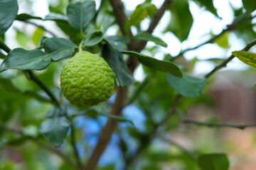 Kaffir lime on tree