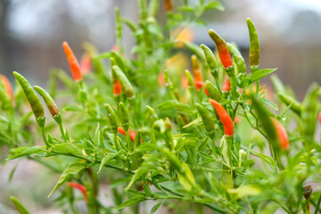Thai Chilis on its bush
