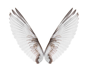 Fototapeta na wymiar White bird wings on white background.