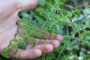 fern in hand