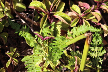 Fern in forest