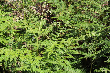 ferns in the forest