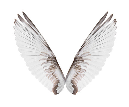 White bird wings on white background.