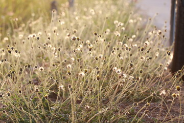 Close up grass flowers on sunlight in the morning