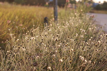Close up grass flowers on sunlight in the morning