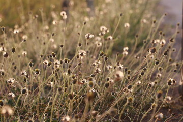Close up grass flowers on sunlight in the morning