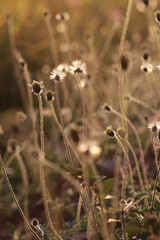 Close up grass flowers on sunlight in the morning
