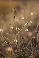 Close up grass flowers on sunlight in the morning