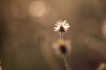 Fototapeta premium Close up grass flowers on sunlight in the morning