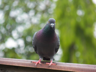 A bird on the roof