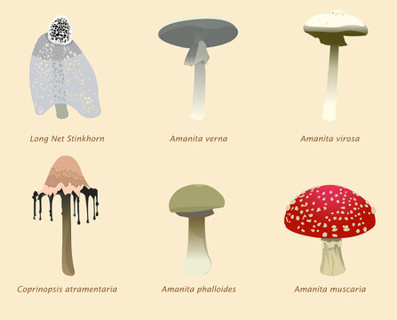 Organic natural poisonous mushrooms and edible mushrooms classification collection premium vector illustration