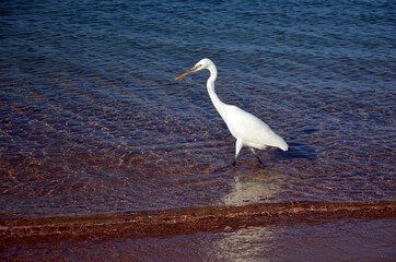 White heron in Egypt, Sharm El Sheikh
