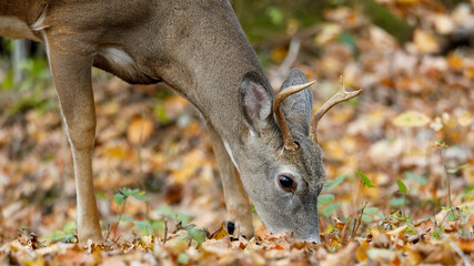 White-tailed buck feeding on acorns during autumn. Selective focus, background blur and foreground...