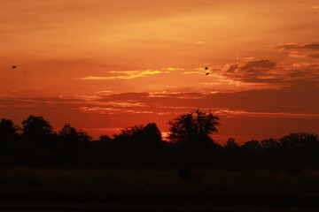 Golden light and silhouette in the morning