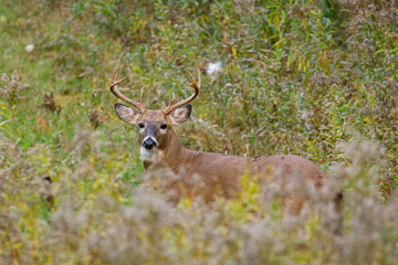 White-tailed buck (Odocoileus virginianus) on alert standing in tall weeds during autumn. Selective focus, background blur and foreground blur.
