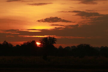 Golden light and silhouette in the morning