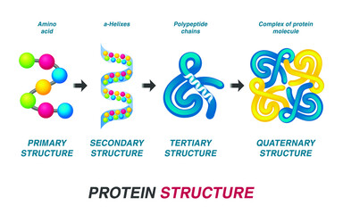 Protein structure concept. Vector illustration.