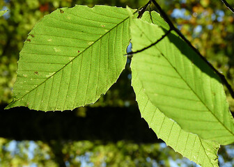 Backlit Green Leaves While Hiking