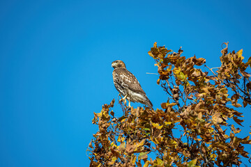 one beautiful hawk resting on top of golden leaves filled branches under the clear blue sky 