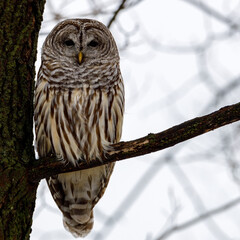 Barred Owl (Strix varia) perched on a tree limb during a snow storm looking for prey. Selective focus, background blur and foreground blur 
