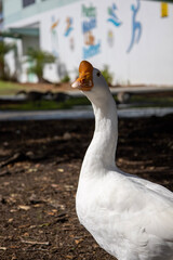 white goose at the park. animal portrait