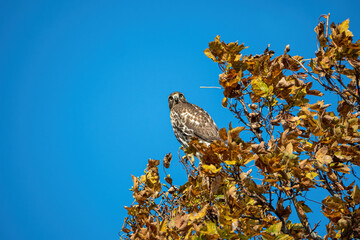 one beautiful hawk resting on top of golden leaves filled tree branch under clear blue sky staring at your direction