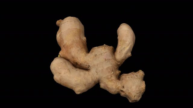 Realistic render of a rotating fresh ginger root on transparent background (with alpha channel). The video is seamlessly looping, and the object is 3D scanned from a real ginger rhizome.
