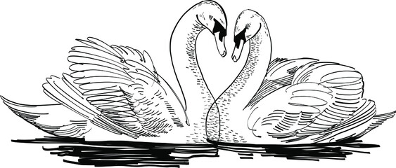 hand drawn illustration of a white swans © xamyak13
