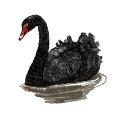 black swan on white background © xamyak13