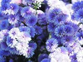 Marguerite soft violet flower blooming in garden blurred of nature background