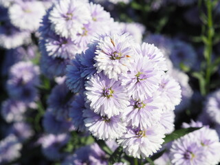 Marguerite soft violet flower blooming in garden blurred of nature background
