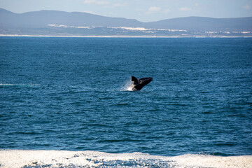 Southern Right whale breach