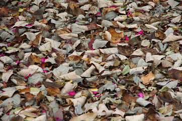 pile of fallen leaves