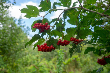 Ripe red berries of viburnum hang on a branch.Summer landscape.