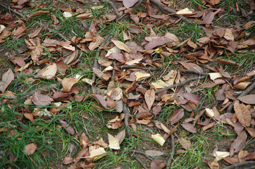 autumn leaves on the ground