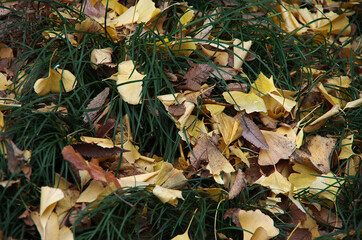 autumn leaves in the grass