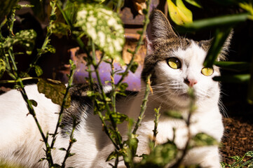 Gato tomando el sol en el jardín relajándose al aire libre entre plantas.