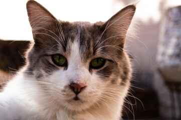 Retrato de un gato con la mirada verde y profunda.