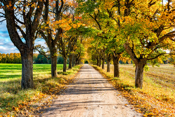 Naklejka na ściany i meble Countryside gravel road among autumnal oak trees