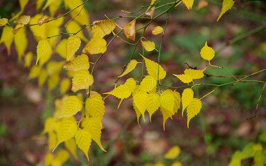 autumn leaves in the forest