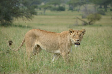 Fototapeta na wymiar Ein Löwenweibchen in der Serengeti